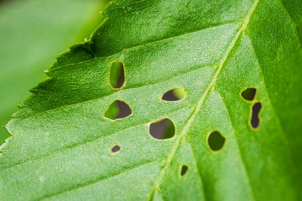 Rouwvliegjes aanpakken zonder schade aan je planten