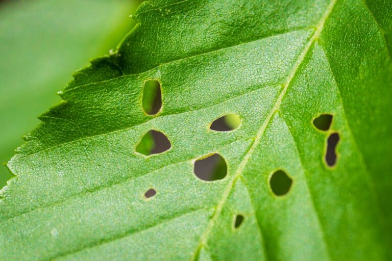 Rouwvliegjes aanpakken zonder schade aan je planten
